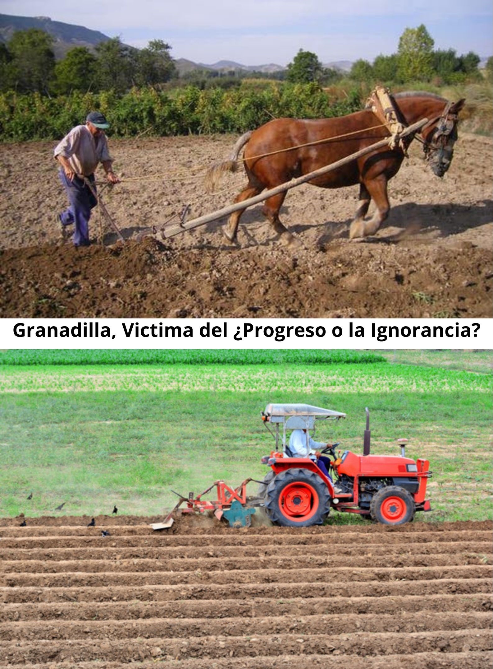 Granadilla, Victima del ¿Progreso o la Ignorancia?